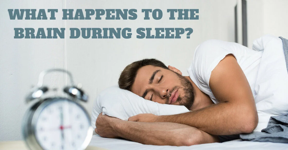 What Happens to the Brain During Sleep?